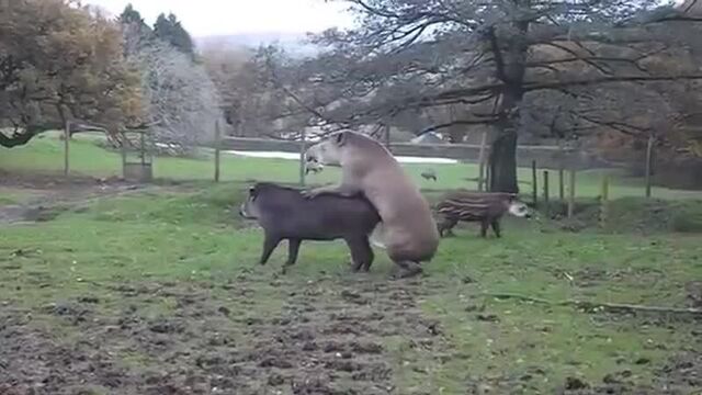 Tapir mating
