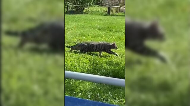 Что же будет, если кота из города привезти в деревню? а вот что!