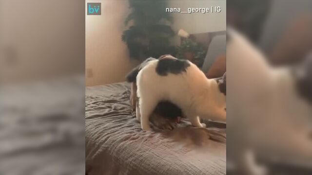 Кроха и большой мастиф - vk.com/house.project