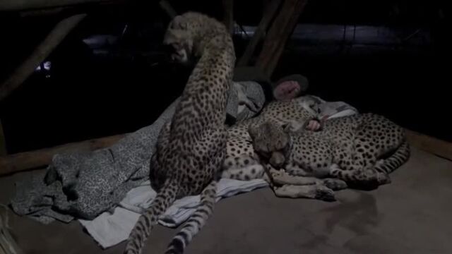 Спит в обнимку с гепардами