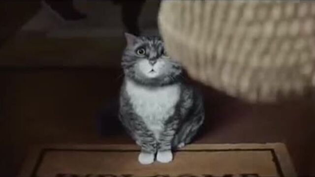 Mog’s christmas calamity