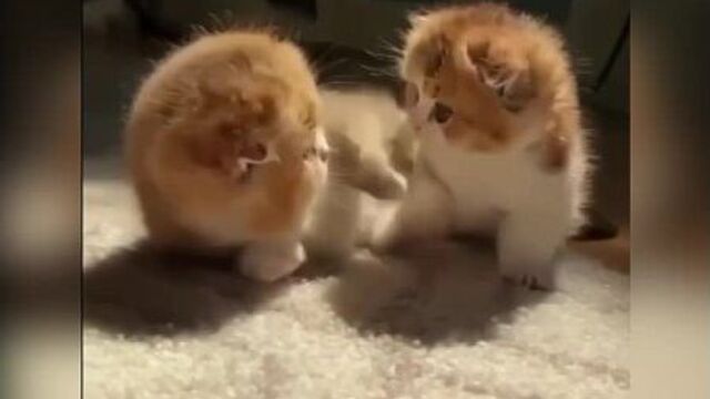 Такой битвы вы еще не видели ????