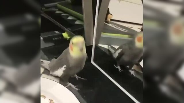 Video by птицы (онлайн-выставка сзс)