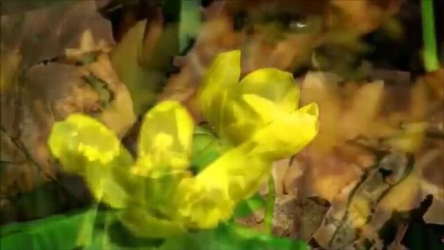 Фредерик шопен. весенний вальс