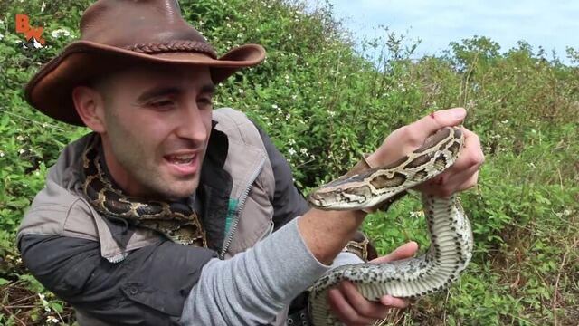 Укус тигрового питона.дикая змея укусила в руку.brave wilderness на русском