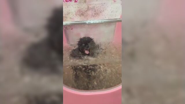 Video by стрижка кошек и собак северодвинск