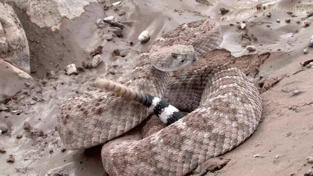 [звездный капитан] гремучка джейк – самый опасный бандит дикого запада (мультфильм ранго)