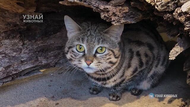 Черноногая кошка или муравьиный тигр – беспощадный африканский убийца