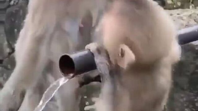 Прикольный чувачок! кручусь, верчусь, напиться хочу!