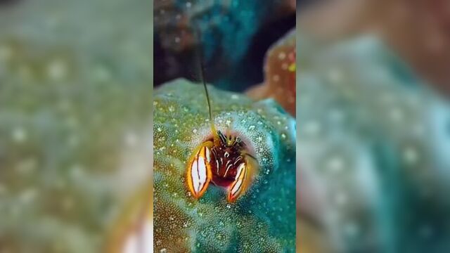 Коралловый рак-отшельник.