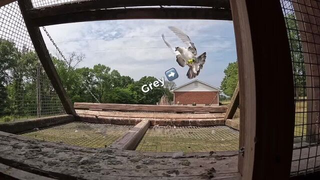 Американец доказал, что почтовые голуби быстрее интернета он взял голубя, прикрепил к нему специальную сумочку, в которую помес