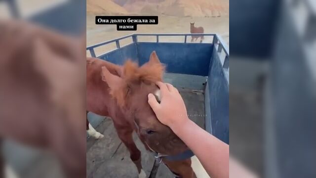 Сразу захотелось пересмотреть мультфильм "спирит душа прерий"