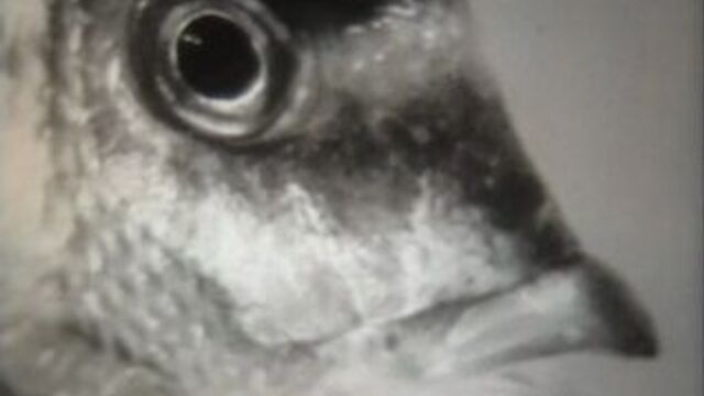 Как рыбы общаются друг с другом / 1991