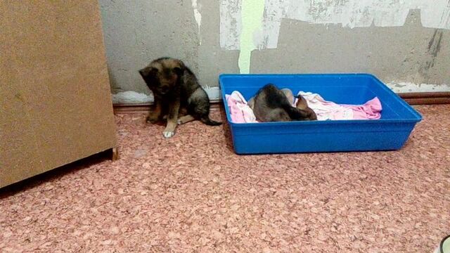 Щенкам очень плохо ((( рвота и понос с кровью!!! 15.09.17