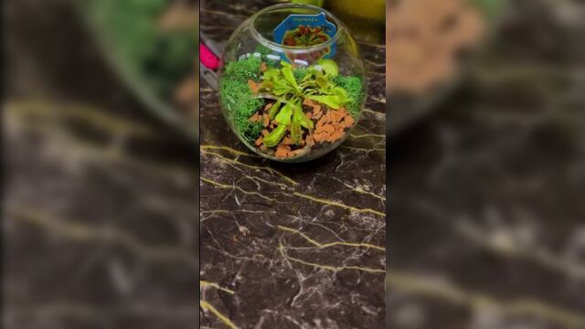 Video by планета лета краснодар