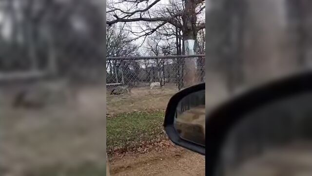 Ну я же красивее,чем какой-то тигр альбинос