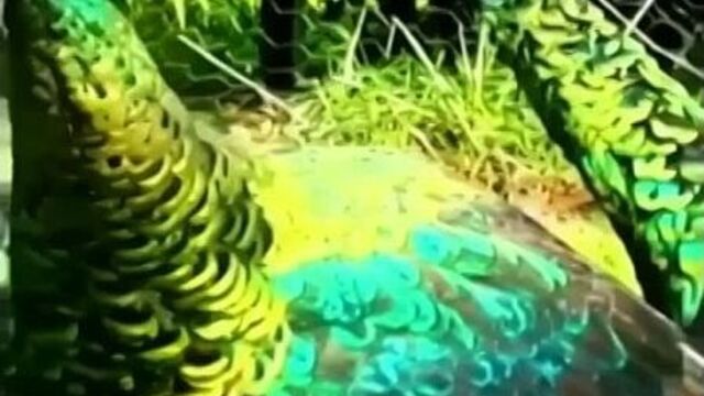 Волшебное зрелище! как же эти создания красивы! но поют некрасиво. ❤????????