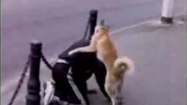 Секс с животными порно онлайн видео http://sexvvkontakte.ru/