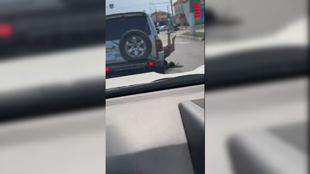 Тупое животное