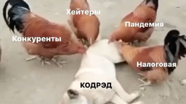 Кодрэд и 4 петуха апокалипсиса