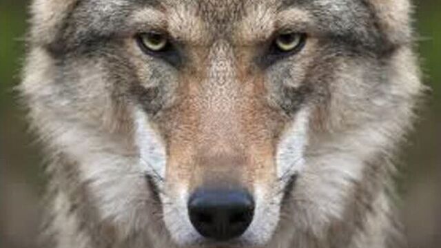 Цитаты волка ауф