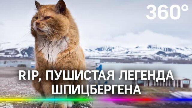 Умер кеша — единственный кот на шпицбергене. история пушистого нелегала