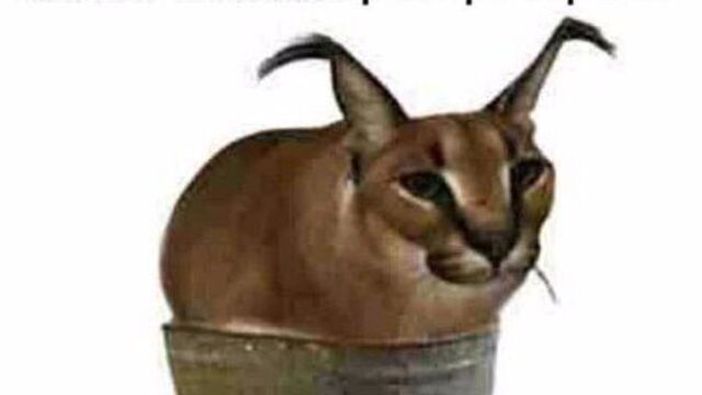 Шлёпа в тазике