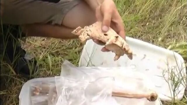 Под харьковом раскопали самый крупный скифский курган