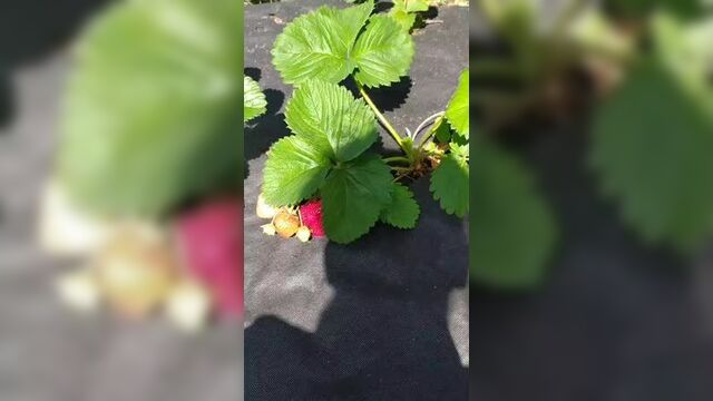 Камрад победитель