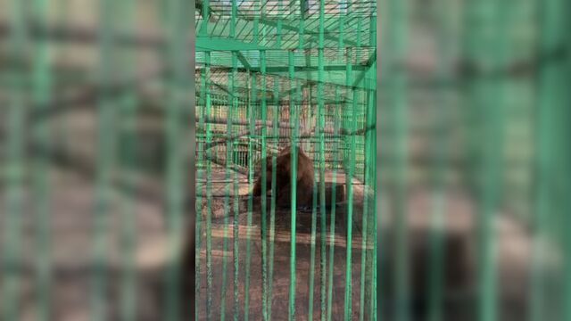 Медведь потап. зоопарк на лампушке