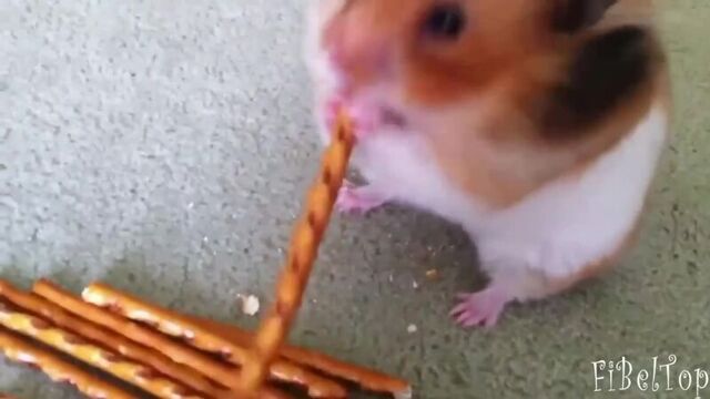 Смешные хомяки. забавное видео про хомяков