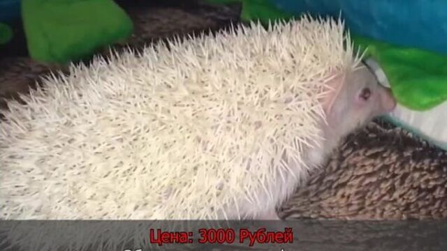 Video by сплетник бузулук