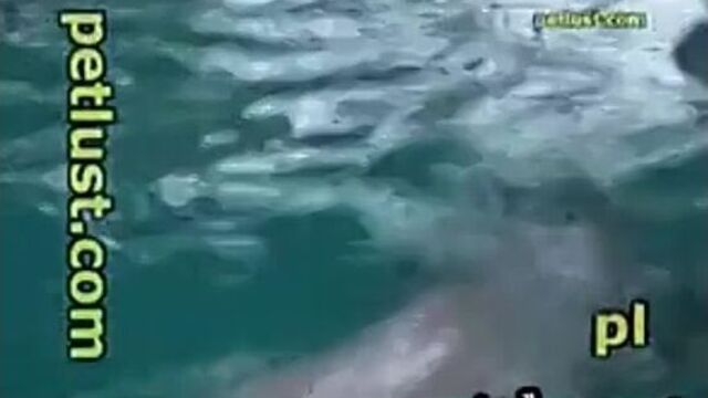 Мужик дрочит дельфину