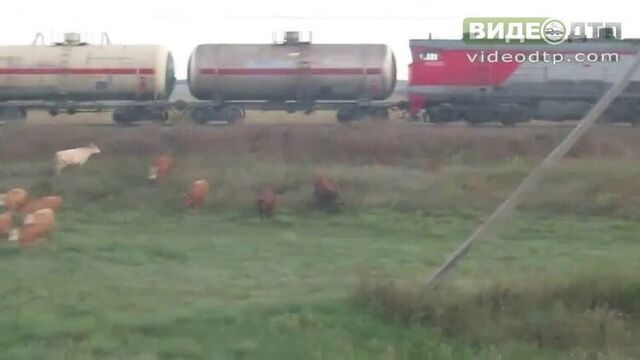 Трасса оренбург-уфа. поезд сбивает стадо коров. | дтп авария