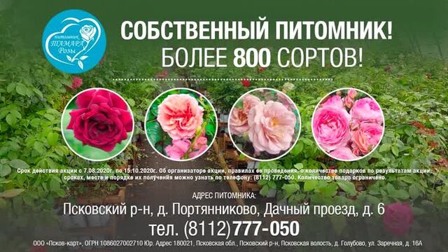 Тамара розы