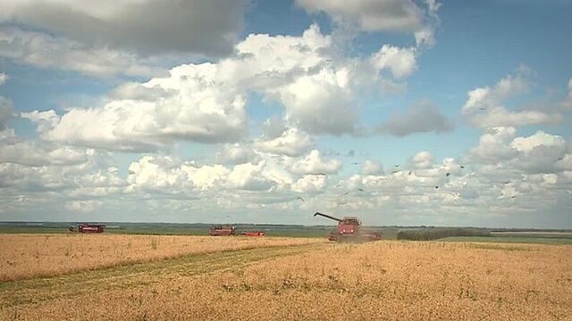 Затянувшиеся дожди замедлили ход уборочной кампании на алтае
