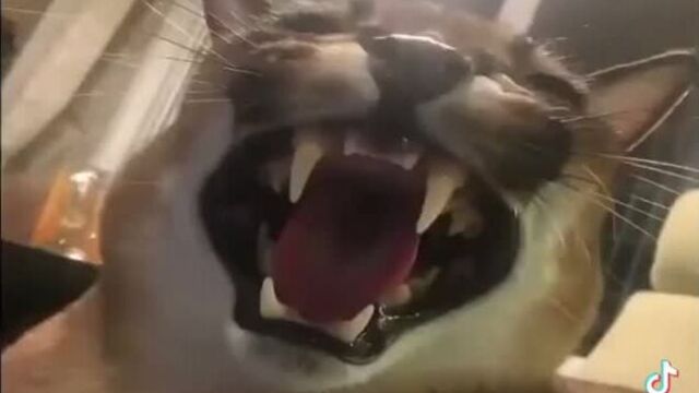 Большой шлёппа чувствует себя хорошо