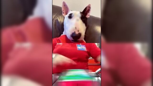 Пупа и лупа