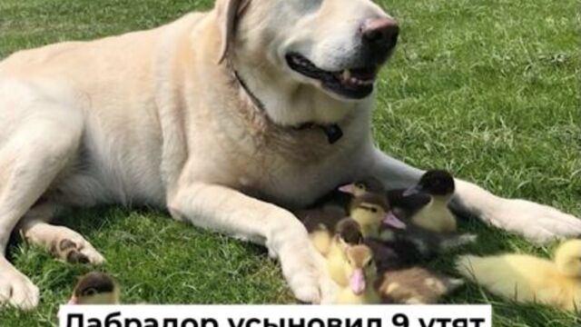 Лабрадор усыновил 9 утят