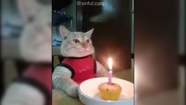 Все мемные коты в одном видео