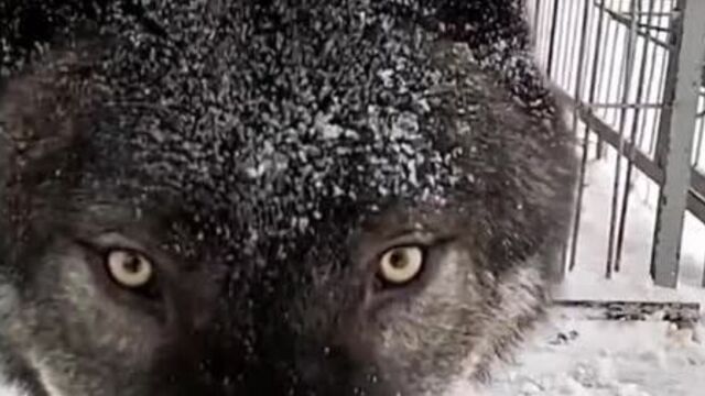 Канадский волк акела..