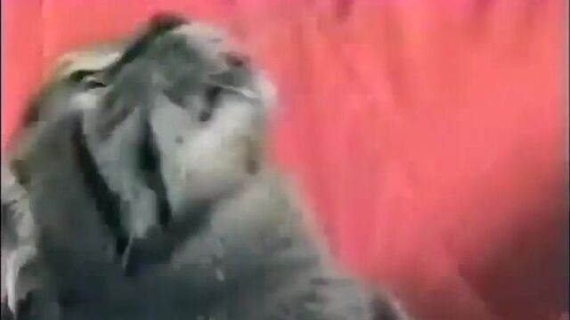 Кот и флешбеки из вьетнама (vietnam flashback)