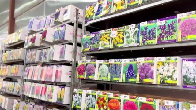 Поступление луковичных во флора тверь