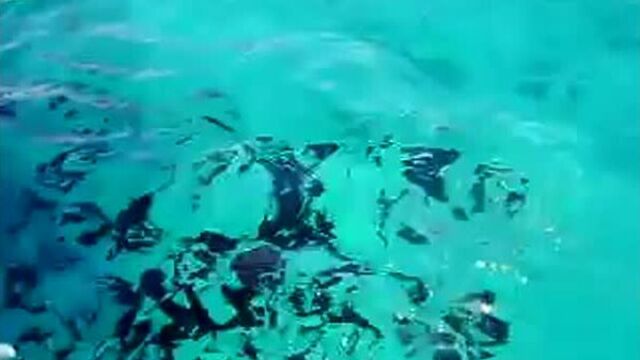 Караловый риф