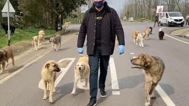 Турецкий шеф-повар бурак оздемир накормил бездомных собак