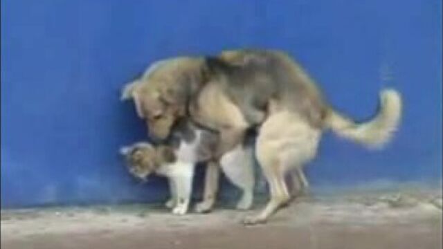 Собака-зоофил))