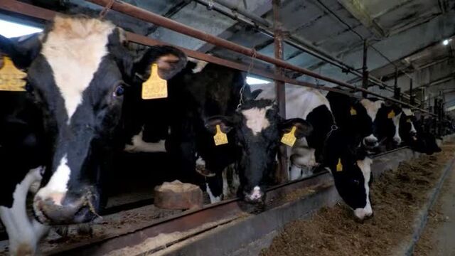 В самарской области производители молока помогают развивать импортозамещение