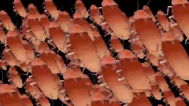 Таракан сергей и его братья,родители флексят под татарстан супе ( 720 x 720 ).mp4