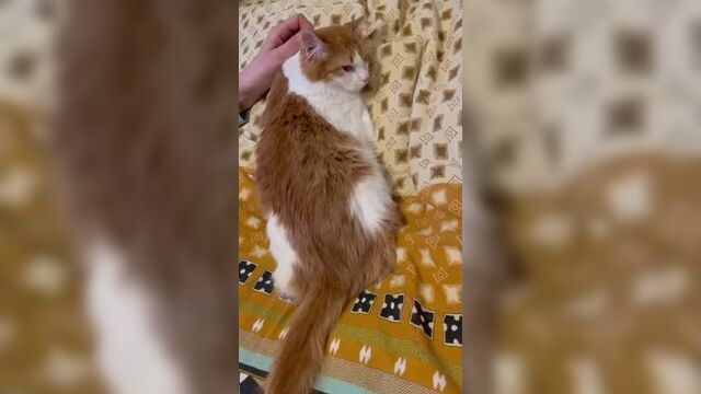 Карамелька ищет дом