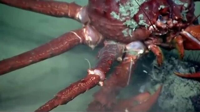 Камчатский краб полдничает морским ежом.